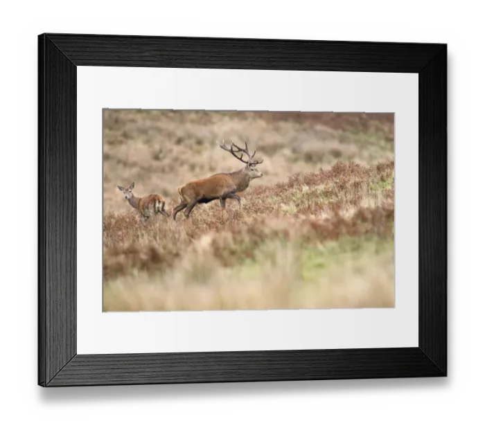 Framed Print : Red deer stag (Cervus elaphus) with female during rut, Exmoor National Park, Somerset / Devon, England. November Framed Print : Red deer stag (Cervus elaphus) with female during rut, Exmoor National Park, Somerset / Devon, England. November