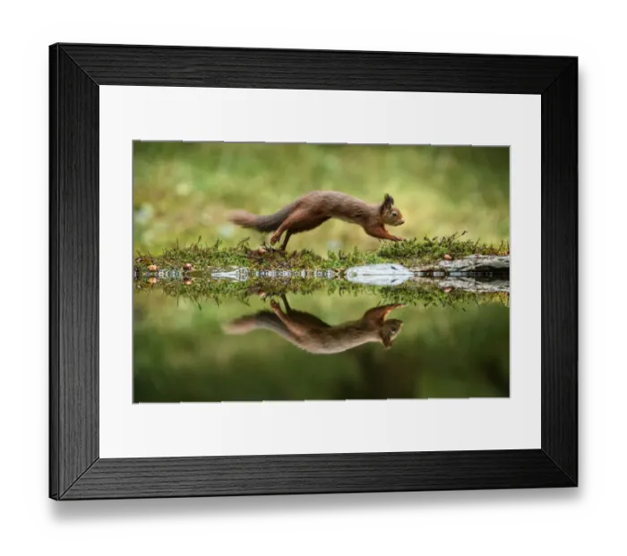 Framed Print : Red squirrel (Sciurus vulgaris) with reflection, leaping in woodland, Yorkshire Dales National Park, Yorkshire, England. November Framed Print : Red squirrel (Sciurus vulgaris) with reflection, leaping in woodland, Yorkshire Dales National Park, Yorkshire, England. November