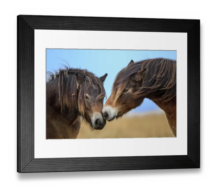 Framed Print : Two Exmoor ponies (Equus ferus caballus), semi-feral native breed, rubbing noses, Exmoor National Park, Somerset / Devon, England. November Framed Print : Two Exmoor ponies (Equus ferus caballus), semi-feral native breed, rubbing noses, Exmoor National Park, Somerset / Devon, England. November