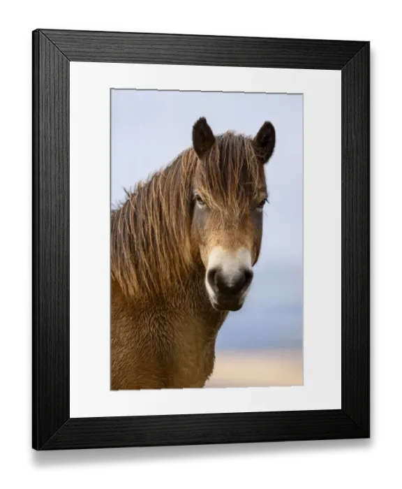 Framed Print : Exmoor pony (Equus ferus caballus) portrait, semi-feral native breed, in Exmoor National Park, Somerset / Devon, England. November Framed Print : Exmoor pony (Equus ferus caballus) portrait, semi-feral native breed, in Exmoor National Park, Somerset / Devon, England. November
