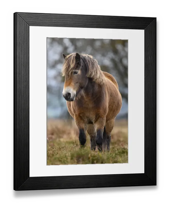 Framed Print : Exmoor pony (Equus ferus caballus), semi-feral native breed, in Exmoor National Park, Somerset / Devon, England. November Framed Print : Exmoor pony (Equus ferus caballus), semi-feral native breed, in Exmoor National Park, Somerset / Devon, England. November