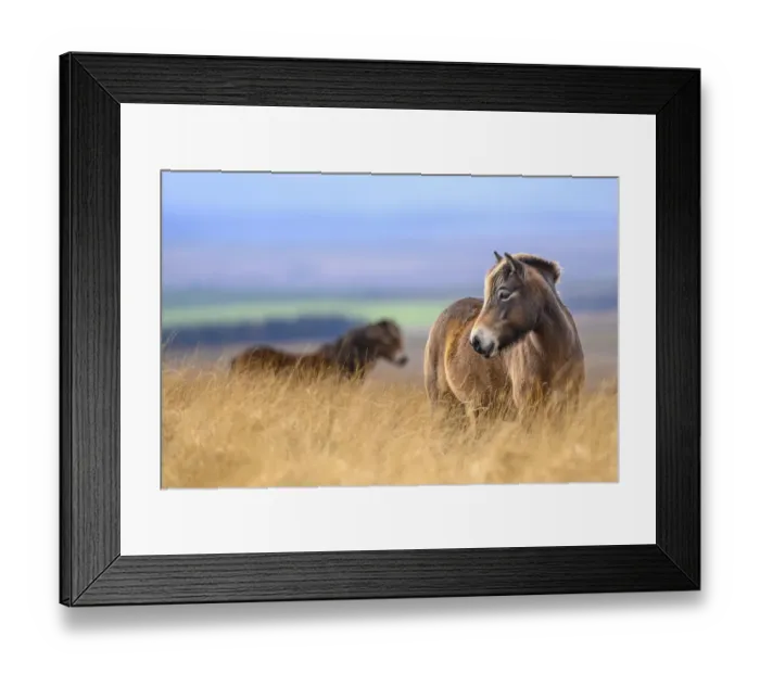 Framed Print : Two Exmoor ponies (Equus ferus caballus), semi-feral native breed, in high grasses, Exmoor National Park, Somerset / Devon, England. November Framed Print : Two Exmoor ponies (Equus ferus caballus), semi-feral native breed, in high grasses, Exmoor National Park, Somerset / Devon, England. November