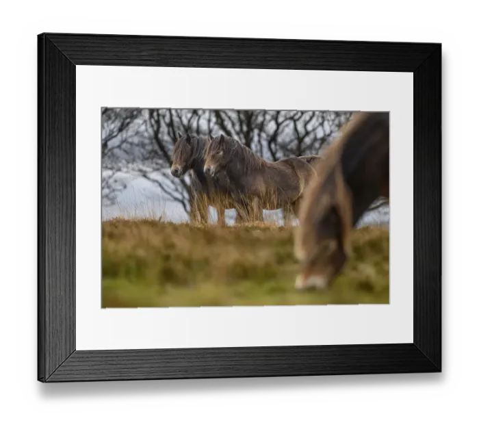 Framed Print : Three Exmoor ponies (Equus ferus caballus), semi-feral native breed, in Exmoor National Park, Somerset / Devon, England. November Framed Print : Three Exmoor ponies (Equus ferus caballus), semi-feral native breed, in Exmoor National Park, Somerset / Devon, England. November