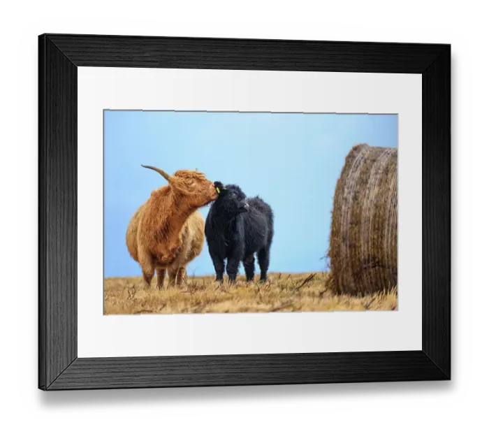 Framed Print : Female Highland cow (Bos taurus) licking its calf next to hay bale, Exmoor National Park, Somerset / Devon, England. November Framed Print : Female Highland cow (Bos taurus) licking its calf next to hay bale, Exmoor National Park, Somerset / Devon, England. November