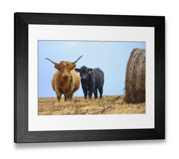 Framed Print : Female Highland cow and calf (Bos taurus) next to hay bale, Exmoor National Park, Somerset / Devon, England. November Framed Print : Female Highland cow and calf (Bos taurus) next to hay bale, Exmoor National Park, Somerset / Devon, England. November