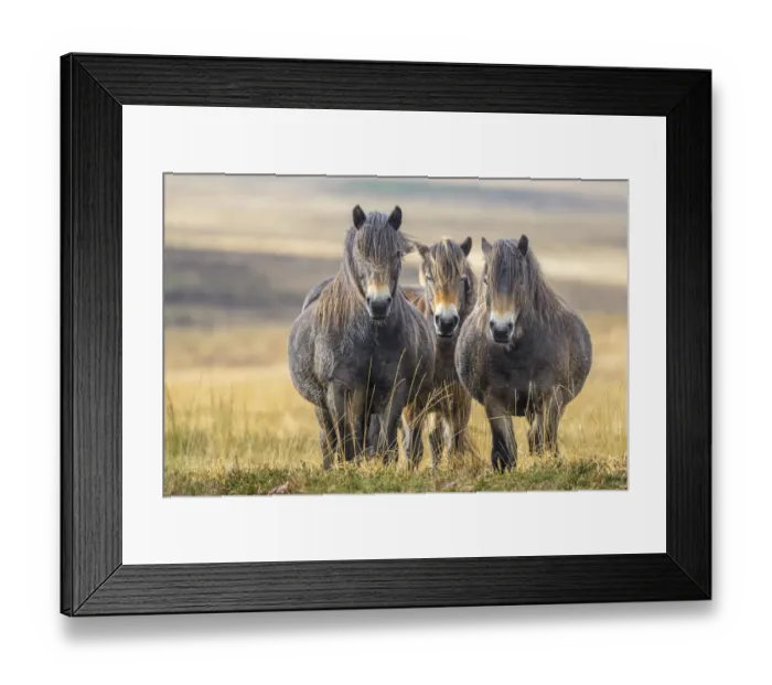 Framed Print : Three Exmoor ponies (Equus ferus caballus), semi-feral native breed, in Exmoor National Park, Somerset / Devon, England. November Framed Print : Three Exmoor ponies (Equus ferus caballus), semi-feral native breed, in Exmoor National Park, Somerset / Devon, England. November
