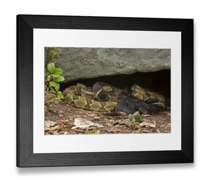 Framed Print : Gravid female Timber rattlesnakes (Crotalus horridus) basking to bring young to term, Pennsylvania, USA Framed Print : Gravid female Timber rattlesnakes (Crotalus horridus) basking to bring young to term, Pennsylvania, USA