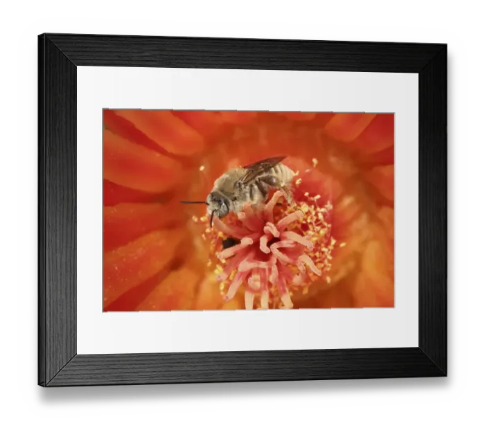 Framed Print : Cactus bees (Diadasia Rinconis) feeding on nectar and collecting pollen from Hedgehog cactus (Echinocereus) flower, Sonoran desert, Arizona, USA Framed Print : Cactus bees (Diadasia Rinconis) feeding on nectar and collecting pollen from Hedgehog cactus (Echinocereus) flower, Sonoran desert, Arizona, USA