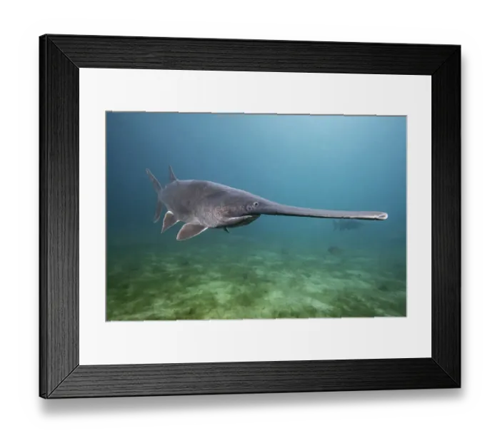 Framed Print : American paddlefish (Polyodon spathula), an introduced species native to the Mississippi River Basin, USA, swimming over lake bed, private lake, Moscow region, Russia