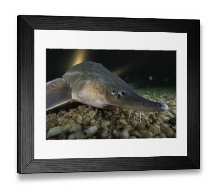 Framed Print : Russian sturgeon (Acipenser gueldenstaedtii), albino, resting on lake bed, private lake, Moscow region, Russia Framed Print : Russian sturgeon (Acipenser gueldenstaedtii), albino, resting on lake bed, private lake, Moscow region, Russia