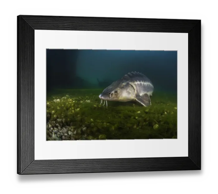 Framed Print : Russian sturgeon (Acipenser gueldenstaedtii) on algae covered lake bed, private lake, Moscow region, Russia Framed Print : Russian sturgeon (Acipenser gueldenstaedtii) on algae covered lake bed, private lake, Moscow region, Russia
