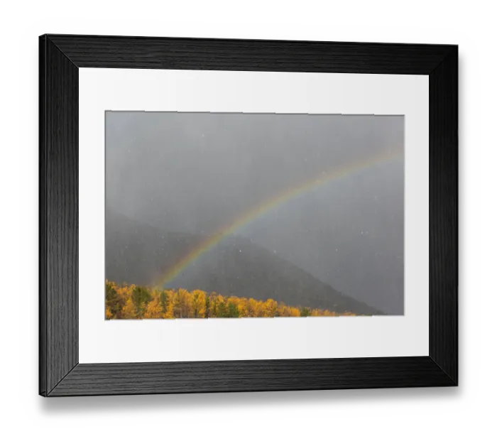 Framed Print : Rainbow arching over mountains and sunlit trees in snowstorm, Northern Baikal, Siberia, Russia. October, 2020 Framed Print : Rainbow arching over mountains and sunlit trees in snowstorm, Northern Baikal, Siberia, Russia. October, 2020