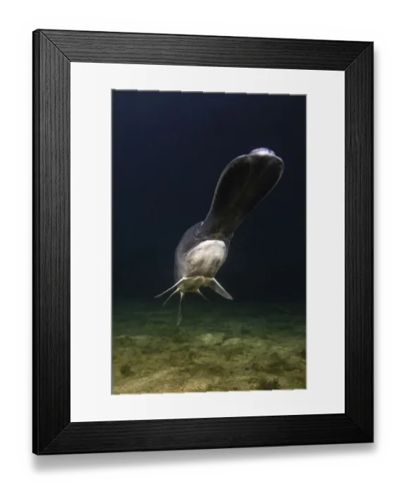 Framed Print : American paddlefish (Polyodon spathula), an introduced species native to the Mississippi River Basin, USA, swimming over lake bed, private lake, Moscow region, Russia Framed Print : American paddlefish (Polyodon spathula), an introduced species native to the Mississippi River Basin, USA, swimming over lake bed, private lake, Moscow region, Russia