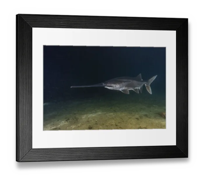 Framed Print : American paddlefish (Polyodon spathula), an introduced species native to the Mississippi River Basin, USA, swimming over lake bed, private lake, Moscow region, Russia Framed Print : American paddlefish (Polyodon spathula), an introduced species native to the Mississippi River Basin, USA, swimming over lake bed, private lake, Moscow region, Russia