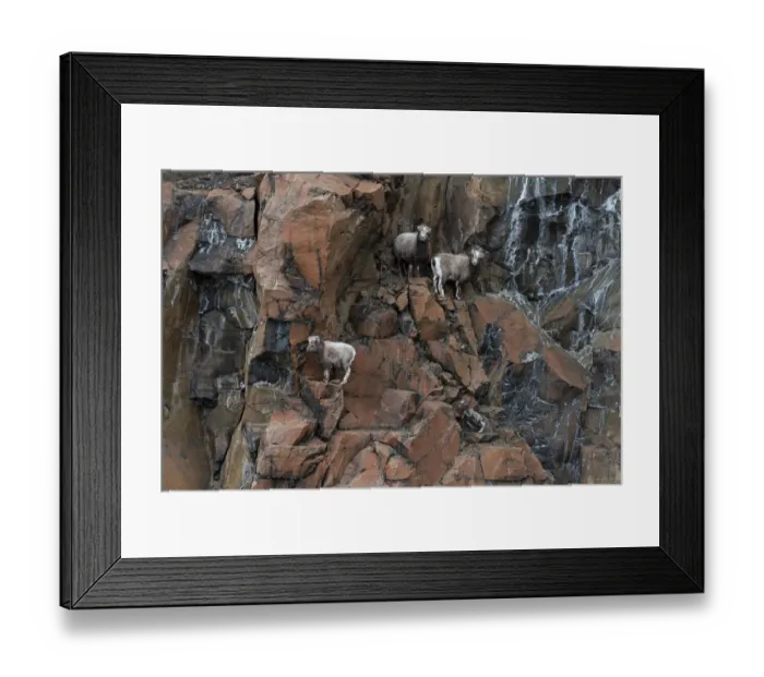 Framed Print : Three female Putorana snow sheep (Ovis nivicola borealis) climbing up rocky mountainside with lamb following, Putoransky State Nature Reserve, Putorana Plateau, Siberia, Russia Framed Print : Three female Putorana snow sheep (Ovis nivicola borealis) climbing up rocky mountainside with lamb following, Putoransky State Nature Reserve, Putorana Plateau, Siberia, Russia