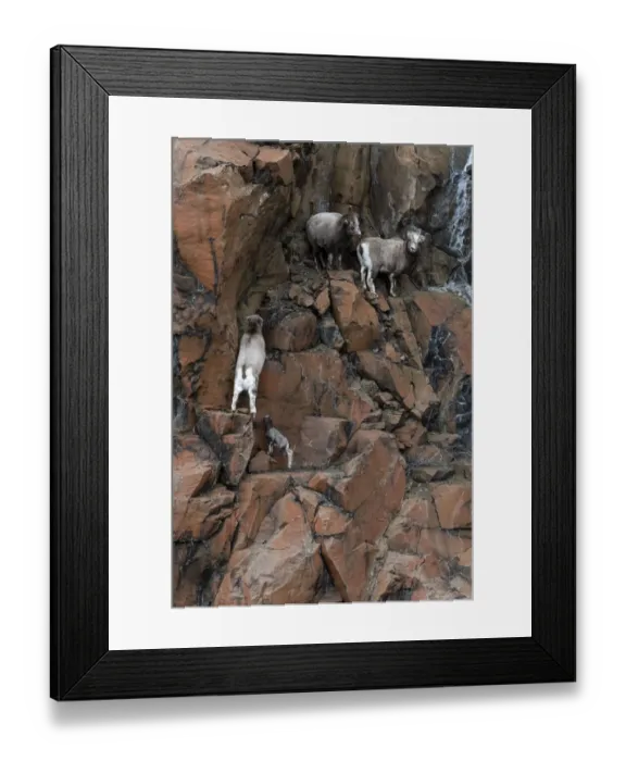 Framed Print : Three female Putorana snow sheep (Ovis nivicola borealis) climbing up rocky mountainside with lamb following, Putoransky State Nature Reserve, Putorana Plateau, Siberia, Russia Framed Print : Three female Putorana snow sheep (Ovis nivicola borealis) climbing up rocky mountainside with lamb following, Putoransky State Nature Reserve, Putorana Plateau, Siberia, Russia