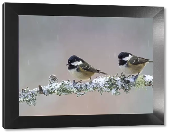Two Coal tits (Periparus ater) perched on a branch in falling snow, Cairngorms National Park, Scotland, UK. December