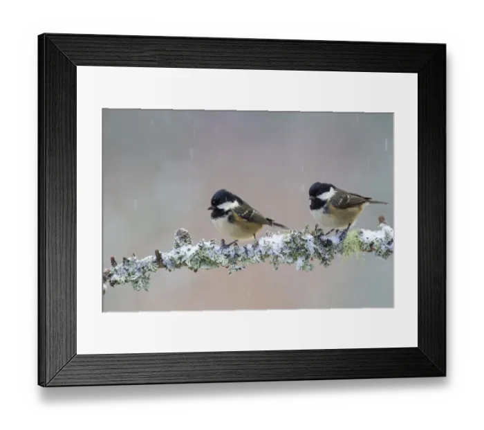 Framed Print : Two Coal tits (Periparus ater) perched on a branch in falling snow, Cairngorms National Park, Scotland, UK. December Framed Print : Two Coal tits (Periparus ater) perched on a branch in falling snow, Cairngorms National Park, Scotland, UK. December