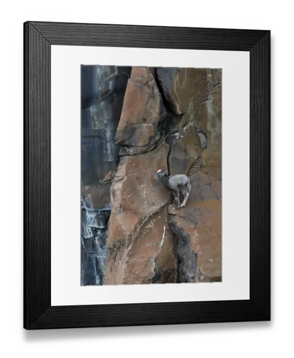 Framed Print : Putorana snow sheep (Ovis nivicola borealis) lamb, standing precariously on sheer cliff face, Putoransky State Nature Reserve, Putorana Plateau, Siberia, Russia Framed Print : Putorana snow sheep (Ovis nivicola borealis) lamb, standing precariously on sheer cliff face, Putoransky State Nature Reserve, Putorana Plateau, Siberia, Russia
