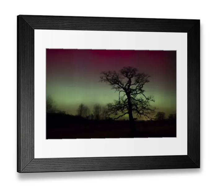 Framed Print : Alder (Alnus glutinosa) tree silhouetted by a display of Aurora borealis in the night sky, Cairngorms National Park, Scotland, UK. February Framed Print : Alder (Alnus glutinosa) tree silhouetted by a display of Aurora borealis in the night sky, Cairngorms National Park, Scotland, UK. February