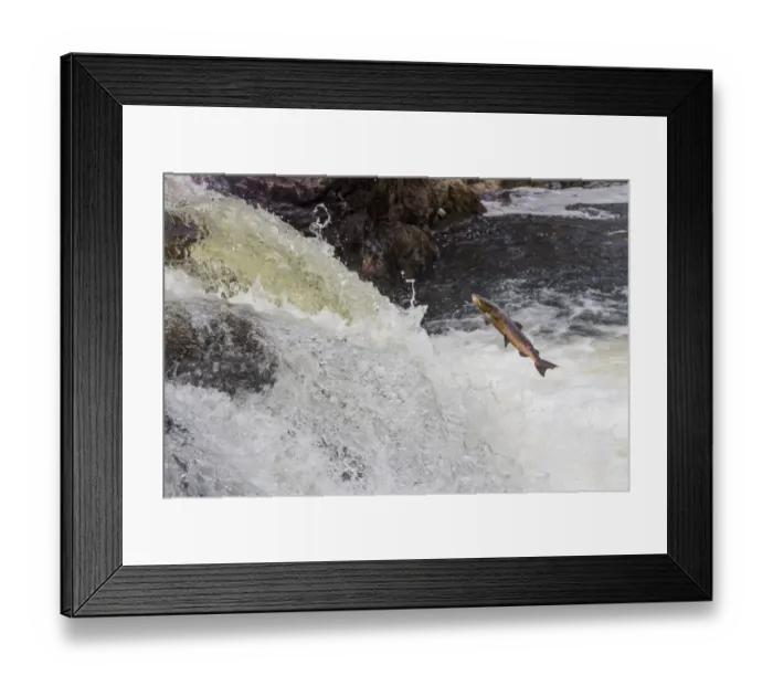 Framed Print : Atlantic salmon (Salmo salar) leaping up waterfall, Cairngorms National Park, Scotland, UK. October Framed Print : Atlantic salmon (Salmo salar) leaping up waterfall, Cairngorms National Park, Scotland, UK. October