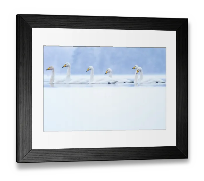 Framed Print : Whooper swans (Cygnus cygnus) on snow covered Loch Insh in winter, Cairngorms National Park, Scotland, UK. January