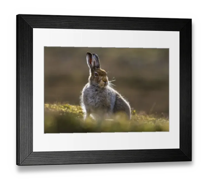 Framed Print : Mountain hare (Lepus timidus) in spring coat, portrait, Monadhliath Mountains, Highlands, Scotland, UK. May Framed Print : Mountain hare (Lepus timidus) in spring coat, portrait, Monadhliath Mountains, Highlands, Scotland, UK. May
