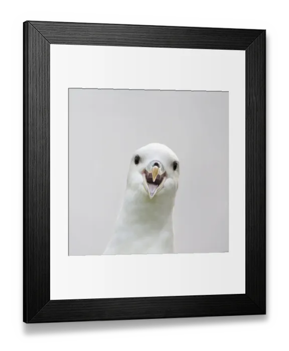 Framed Print : Northern fulmar (Fulmarus glacialis) portrait, Fair Isle, Shetland, Scotland, UK. May Framed Print : Northern fulmar (Fulmarus glacialis) portrait, Fair Isle, Shetland, Scotland, UK. May