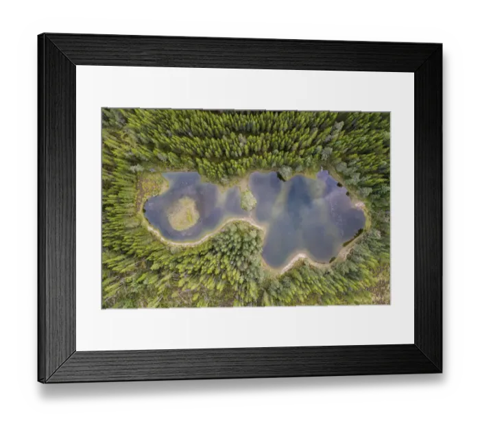 Framed Print : Lodgepole pine (Pinus contorta) trees, a non-native species, surrounding Lochan nan Geadas, Cairngorms National Park, Scotland, UK. September, 2017 Framed Print : Lodgepole pine (Pinus contorta) trees, a non-native species, surrounding Lochan nan Geadas, Cairngorms National Park, Scotland, UK. September, 2017