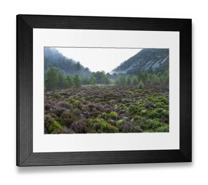 Framed Print : Mist surrounding Caledonian forest in the Ryvoan Pass, Cairgorms National Park, Scotland, UK. September, 2017 Framed Print : Mist surrounding Caledonian forest in the Ryvoan Pass, Cairgorms National Park, Scotland, UK. September, 2017
