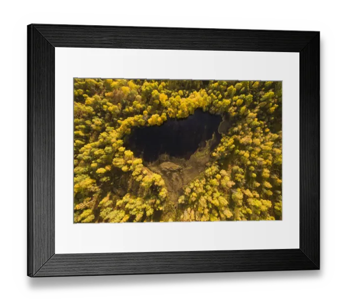 Framed Print : Autumnal Birch (Betula pendula) trees surrounding a small loch, Craigellachie National Nature Reserve, Cairngorms National Park, Scotland, UK. October, 2017 Framed Print : Autumnal Birch (Betula pendula) trees surrounding a small loch, Craigellachie National Nature Reserve, Cairngorms National Park, Scotland, UK. October, 2017