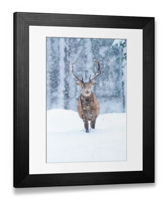 Framed Print : Red deer (Cervus elaphus) stag walking through falling snow, Cairngorms National Park, Scotland, UK. January Framed Print : Red deer (Cervus elaphus) stag walking through falling snow, Cairngorms National Park, Scotland, UK. January