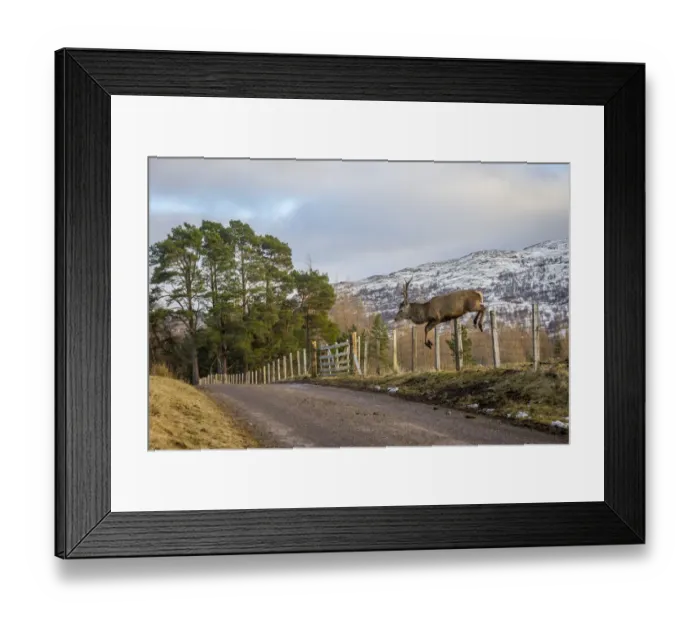 Framed Print : Red deer (Cervus elaphus) stag jumping over a stock fence along roadside, Cairngorms National Park, Scotland, UK. February Framed Print : Red deer (Cervus elaphus) stag jumping over a stock fence along roadside, Cairngorms National Park, Scotland, UK. February