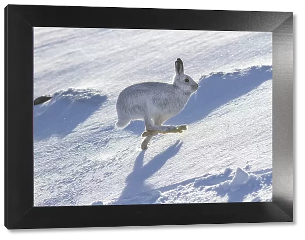 Mountain hare (Lepus timidus) running over snow on hillside, Monadhliath Mountains, HIghlands, Scotland, UK. February