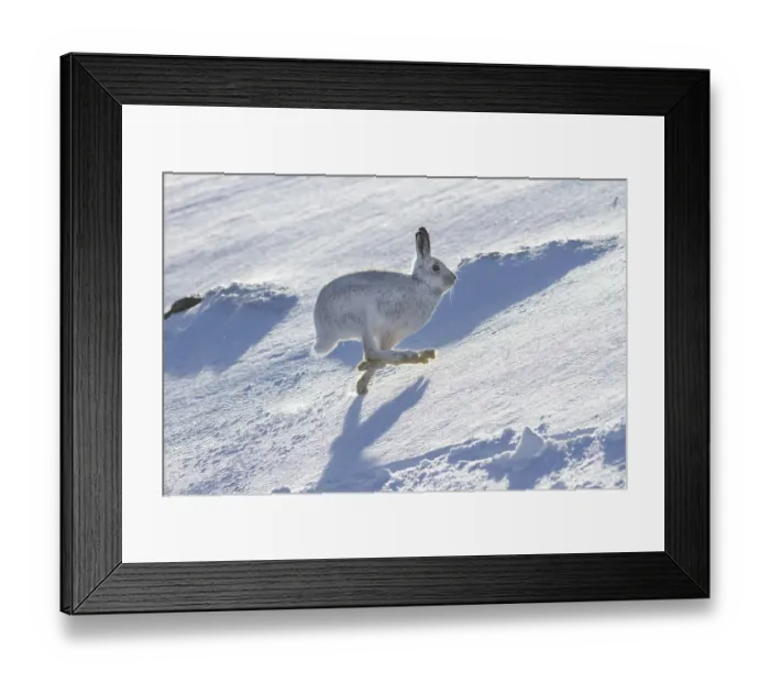 Framed Print : Mountain hare (Lepus timidus) running over snow on hillside, Monadhliath Mountains, HIghlands, Scotland, UK. February