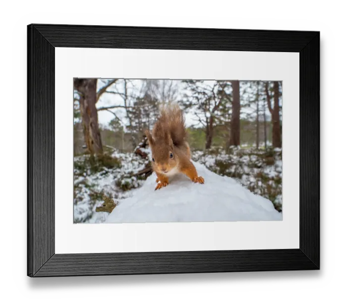 Framed Print : Red squirrel (Sciurus vulgaris) on a snow-covered fallen tree, close up, Cairngorms National Park, Scotland, UK. March Framed Print : Red squirrel (Sciurus vulgaris) on a snow-covered fallen tree, close up, Cairngorms National Park, Scotland, UK. March