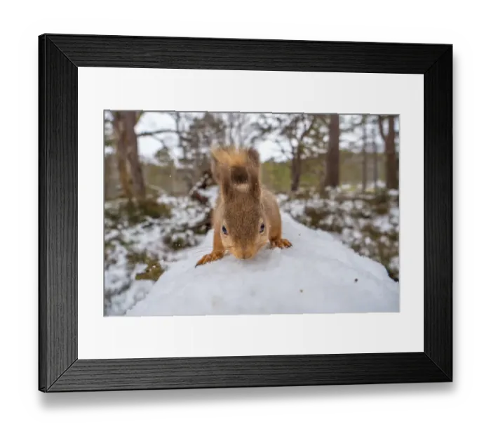 Framed Print : Red squirrel (Sciurus vulgaris) on a snow-covered fallen tree, close up, Cairngorms National Park, Scotland, UK. March Framed Print : Red squirrel (Sciurus vulgaris) on a snow-covered fallen tree, close up, Cairngorms National Park, Scotland, UK. March