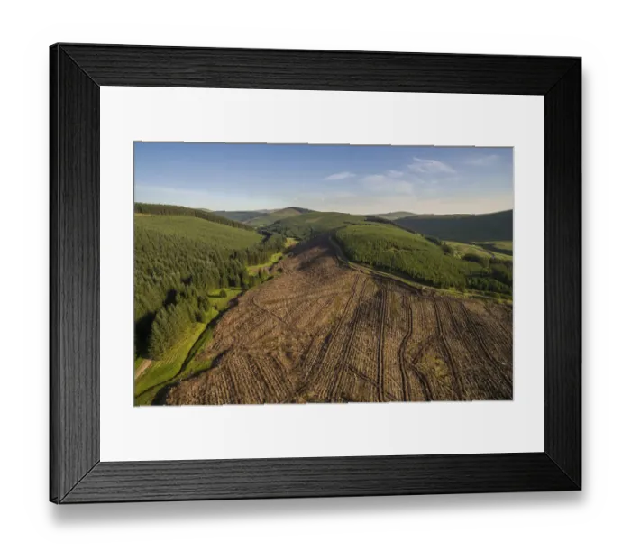 Framed Print : Aerial view of commercial forestry plantations and cleared land, Scottish Borders, Scotland, UK. June, 2018 Framed Print : Aerial view of commercial forestry plantations and cleared land, Scottish Borders, Scotland, UK. June, 2018