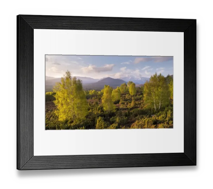 Framed Print : Spring Birch (Betual pendula) trees on moorland in front of the Cairngorm mountain range at dawn, Cairngorms National Park, Scotland, UK. April, 2019 Framed Print : Spring Birch (Betual pendula) trees on moorland in front of the Cairngorm mountain range at dawn, Cairngorms National Park, Scotland, UK. April, 2019