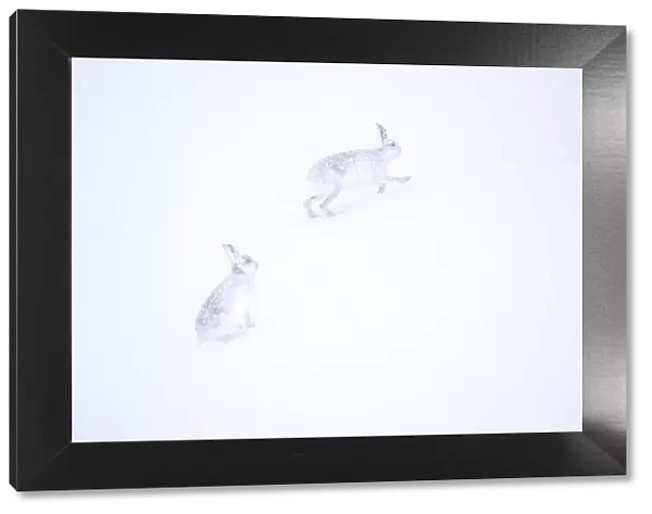 Two Mountain hares (Lepus timidus) running in deep snow, Monadhliath Mountains, Highlands, Scotland, UK. March