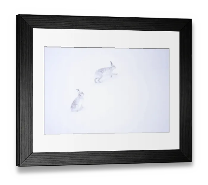 Framed Print : Two Mountain hares (Lepus timidus) running in deep snow, Monadhliath Mountains, Highlands, Scotland, UK. March Framed Print : Two Mountain hares (Lepus timidus) running in deep snow, Monadhliath Mountains, Highlands, Scotland, UK. March