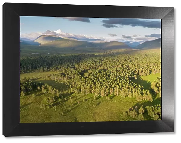 Aerial view over Abernethy forest and mountains at dawn, Cairngorms National Park, Scotland, UK. April, 2020