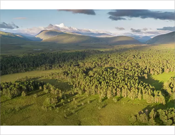 Aerial view over Abernethy forest and mountains at dawn, Cairngorms National Park, Scotland, UK. April, 2020