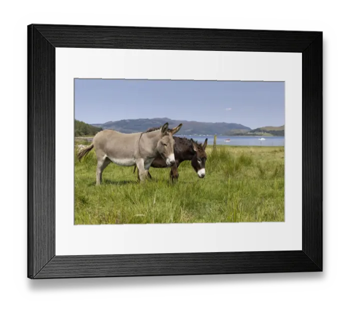 Framed Print : Two donkeys grazing on grassland to help with conservation, Carry Farm, Argyll, Scotland, UK. August Framed Print : Two donkeys grazing on grassland to help with conservation, Carry Farm, Argyll, Scotland, UK. August