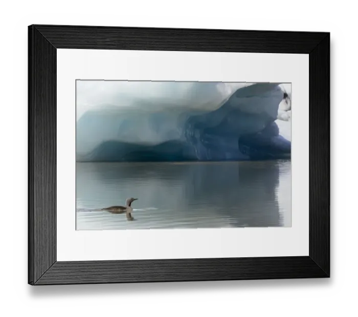 Framed Print : Red-throated diver (Gavia stellata), in summer plumage, swimming in Fjallsarlon Glacier Lagoon, Iceland