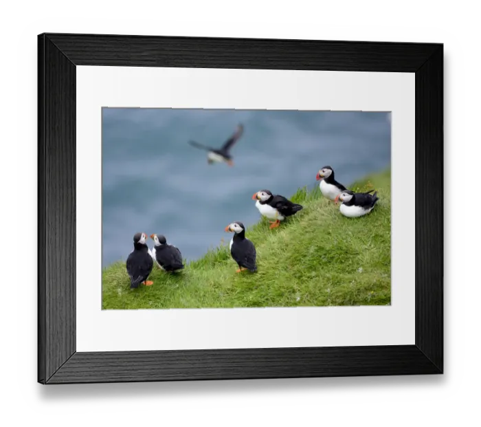 Framed Print : Group pf Puffins (Fratercula arctica) resting on cliffs of Heimaey Island, Westman Islands, Iceland. July Framed Print : Group pf Puffins (Fratercula arctica) resting on cliffs of Heimaey Island, Westman Islands, Iceland. July