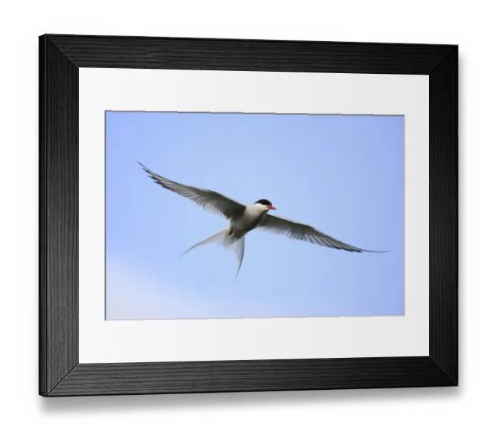 Framed Print : Arctic tern (Sterna paradisaea) in flight over nesting area in meadows near coast, Reykjanes Peninsula, Iceland. July Framed Print : Arctic tern (Sterna paradisaea) in flight over nesting area in meadows near coast, Reykjanes Peninsula, Iceland. July