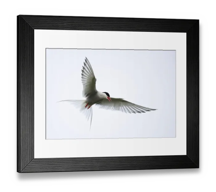 Framed Print : Arctic tern (Sterna paradisaea) in flight over nesting area in meadows near coast, Reykjanes Peninsula, Iceland. July Framed Print : Arctic tern (Sterna paradisaea) in flight over nesting area in meadows near coast, Reykjanes Peninsula, Iceland. July