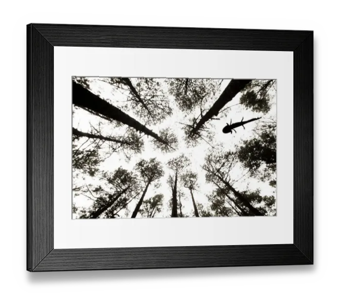 Framed Print : Silhouette of Axolotl (Ambystoma mexicanum) swimming in a woodland stream surrounded by towering trees, Sierra de Manantlan, Mexico Framed Print : Silhouette of Axolotl (Ambystoma mexicanum) swimming in a woodland stream surrounded by towering trees, Sierra de Manantlan, Mexico