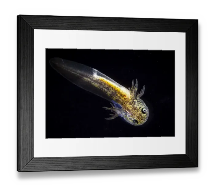 Framed Print : Microscope image of a newborn Axolotl (Ambystoma mexicanum) showing external gills, tail and two projections on both sides of the head, Mexico